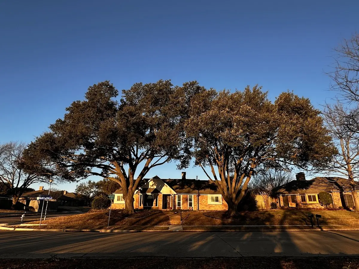Established residential canopy tree shading a home in Myrtle